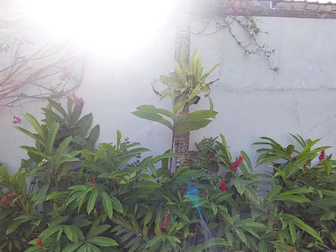 Freehold - Villa in canggu with big garden in Seseh, Canggu - Image 5 of 10