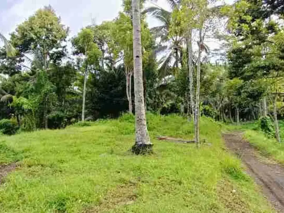 Land for Leasehold with rice field view near Bali Eco Stay - Image 5 of 5