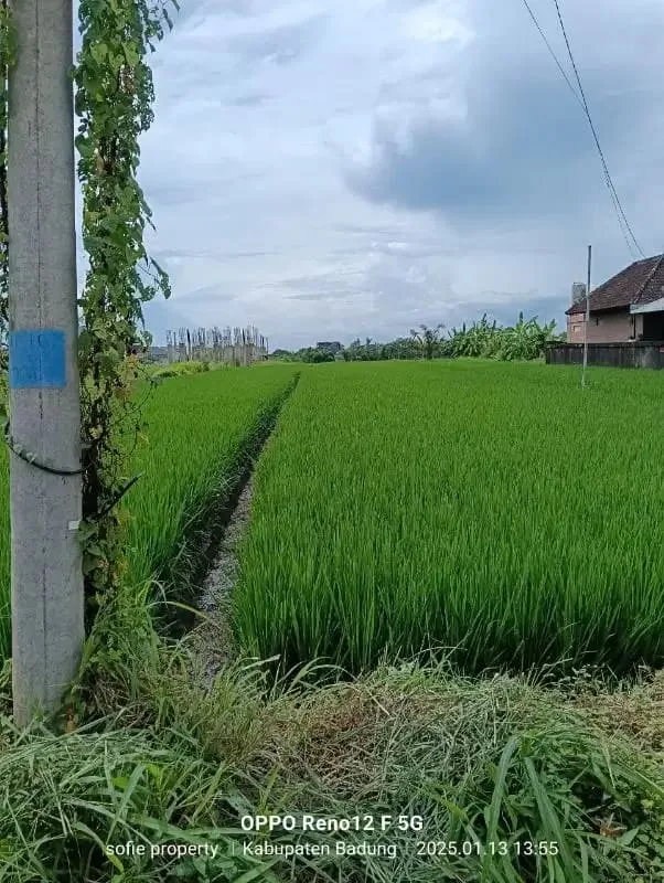 tanah  kontrak zona pariwisata dekat pantai cemagi - Image 7 of 9