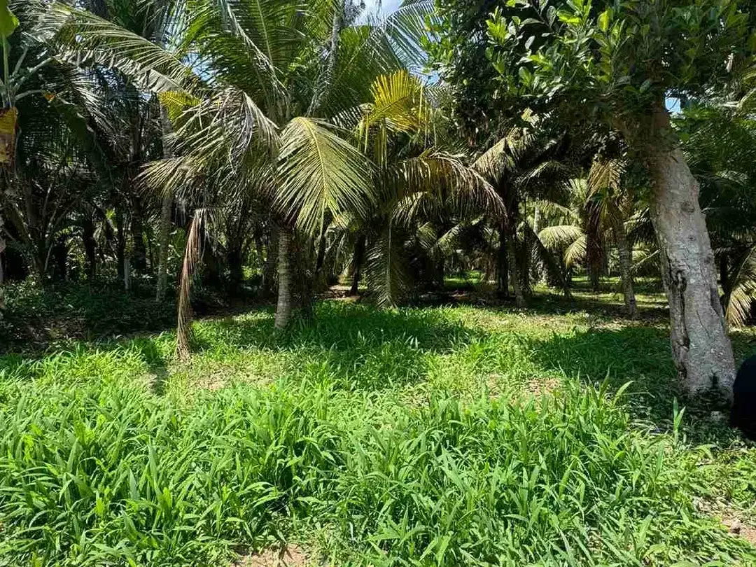 Tanah 300m² View Jungle di Sakah Ubud Gianyar - Image 8 of 10