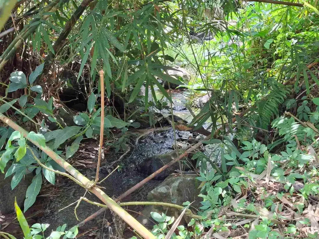 Dijual tanah kebun kopi berisi sumber mata air jernih atau artesis yang mengalir dengan view sawah dan los sungai kecil berbatu - Image 4 of 8