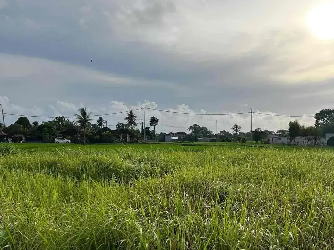 SALE Tanah 2 Are View Sawah Dekat Pantai Kedungu - Image 5 of 6