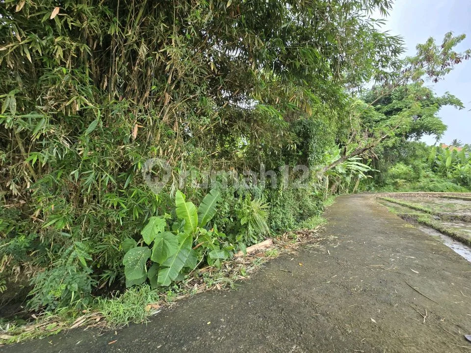 Dijual Tanah Murah View Sawah di Tabanan Bali - Image 3 of 4