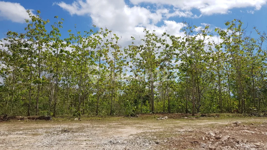 Proyek 11 Klumpu Investment Land - Image 2 of 4