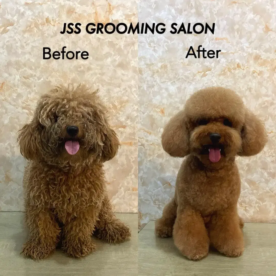 Jss grooming salon anjing - Image 8 of 10