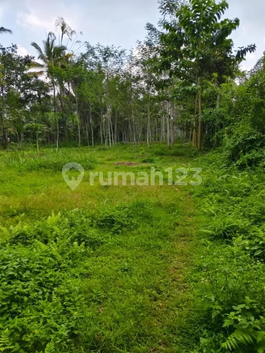 Dijual Tanah Murah di Bawah Harga Pasar - Taro, Utara Ubud - Image 3 of 4