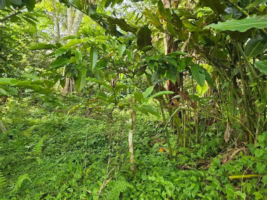 Dijual tanah view lembah dan gunung di tabanan bali - Image 10 of 10