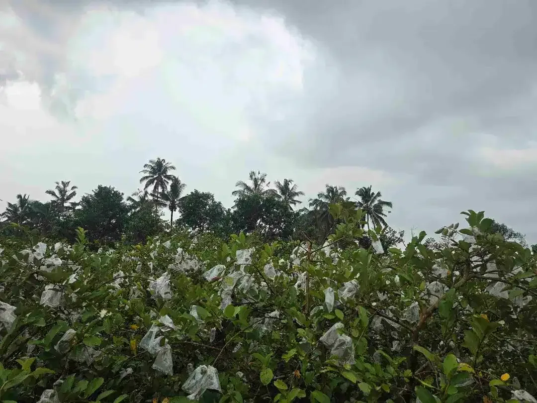 DIJUAL TANAH DATAR JAMBU KRISTAL DI TABANAN BALI - Image 5 of 10