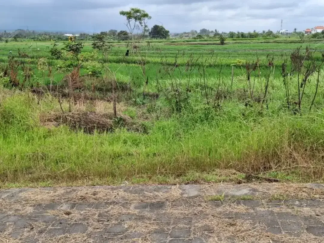 Tanah 5 Are Lokasi Premium Dijual di Kedungu, Tabanan. - Image 3 of 6