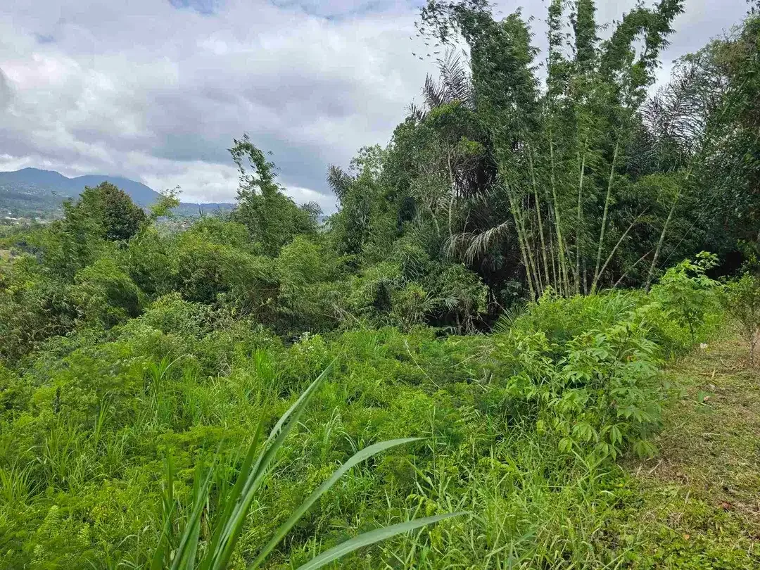 dijual tanah view exotik gunung dan terasering di baturiti bali - Image 3 of 10