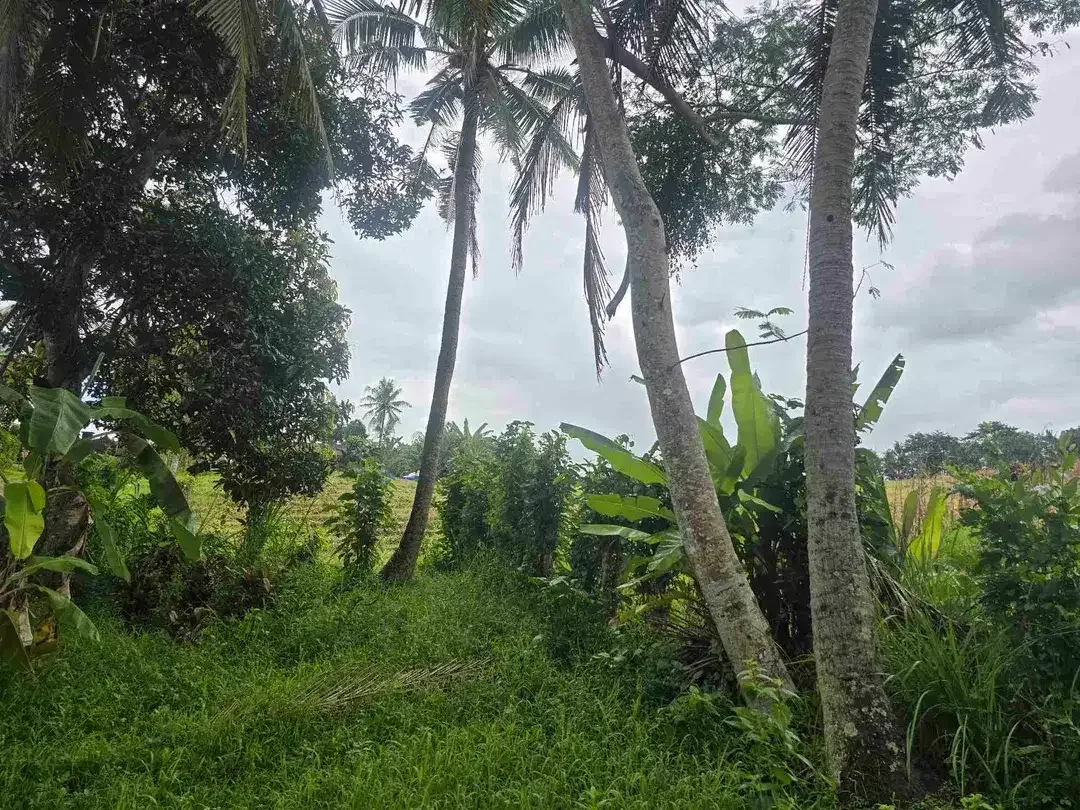 Dijual tanah zona kuning / yellow view sawah di tabanan bali - Image 3 of 10