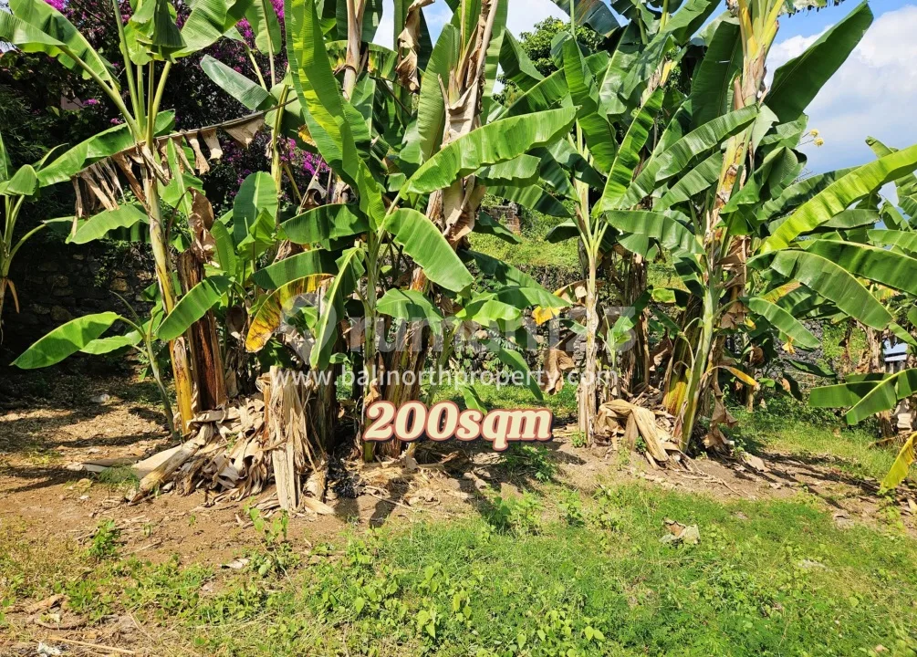 Dijual Tanah SHM 200 MÂ² di Lovina, Bali Utara - Siap Bangun - Image 4 of 4