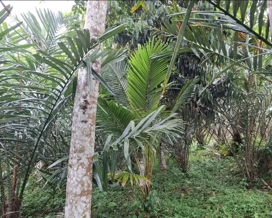 Kebun salak yang berada di kaki gunung watukau tabanan - Image 5 of 9