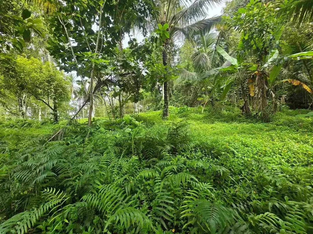 Dijual tanah view sawah cantik di kawasan villa di bali - Image 9 of 10