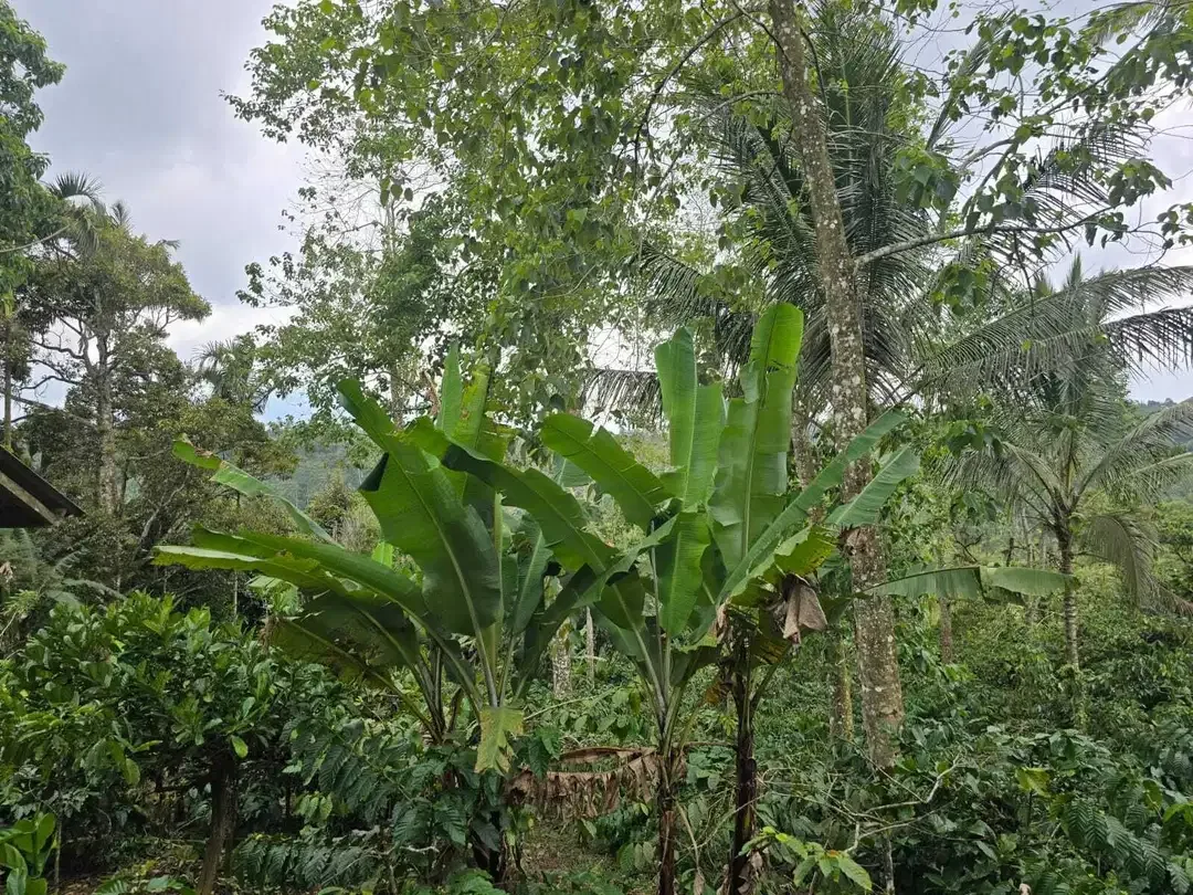 Dijual tanah kebun kopi produktif dengan view lembah di bali - Image 3 of 10