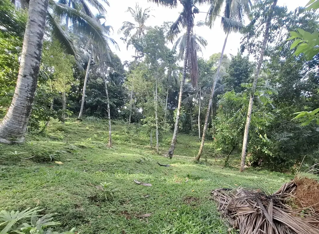 Dijual tanah kebun kelapa - Image 2 of 9