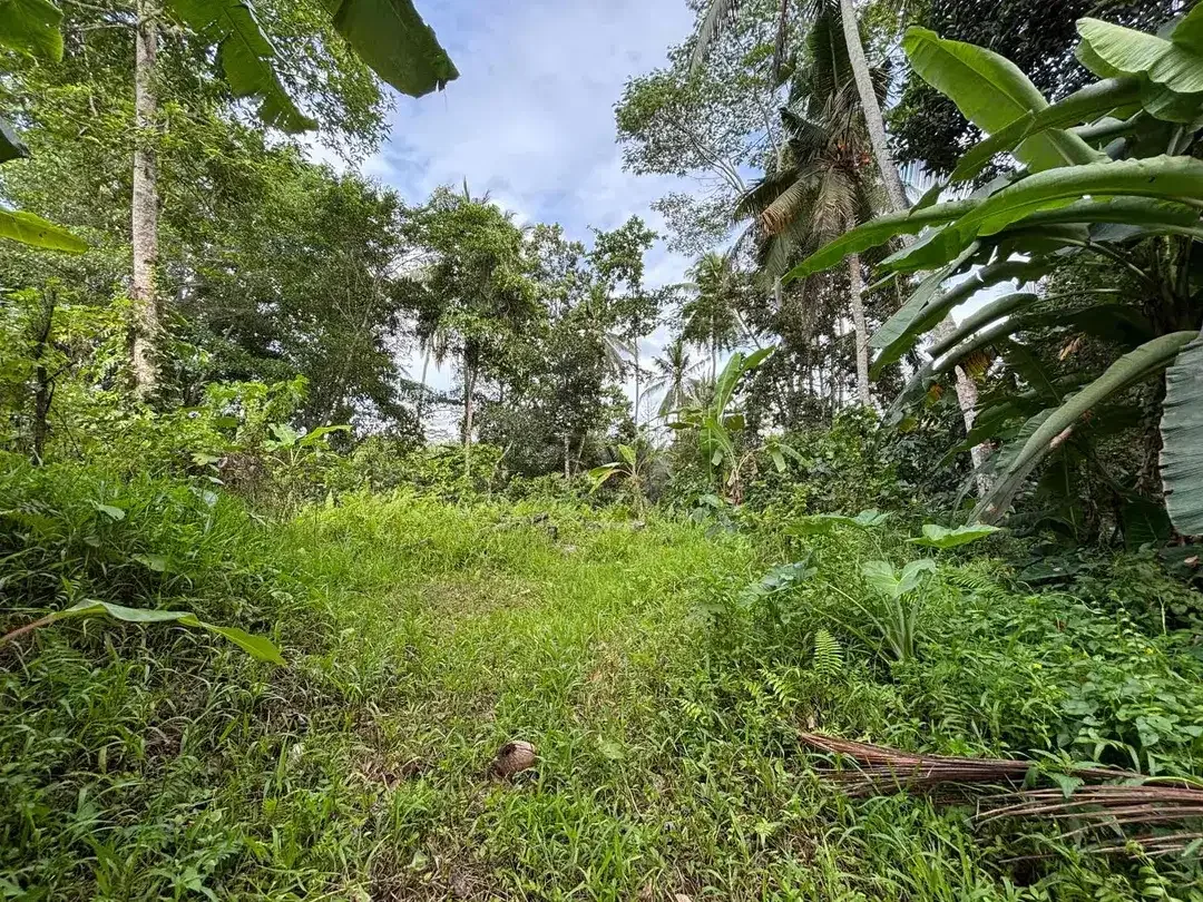 Dijual tanah terletak di pejeng jalur dekat ke ubud - Image 1 of 5