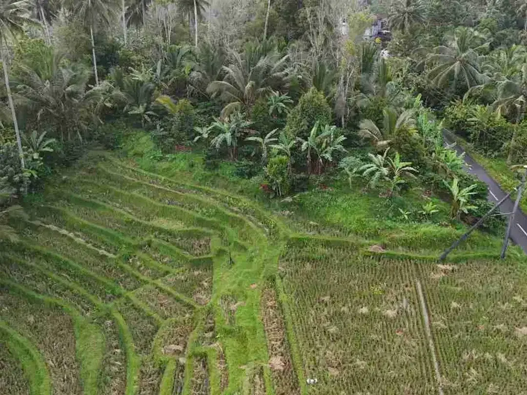 jual tanah luasan kecil view sawah area pemukiman di wanagiri selemadeg tabanan bali. - Image 8 of 10