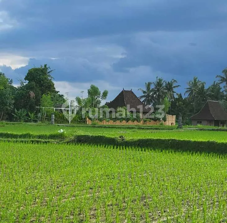 For Rent Villa Rice Field View Strategis Near From Canggu 30 Menutes From Canggu Nyanyi Beach Canggu 5 Menutes From Rusters Kafe Price 18.000.00010 Menutes From Mongkey Forest 10 Menutes From Rusters - Image 1 of 4
