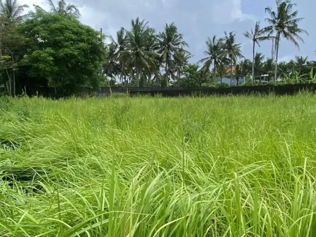 TANAH BAGUS DAN STRATEGIS 20 ARE DI UBUD GIANYAR - Image 1 of 6
