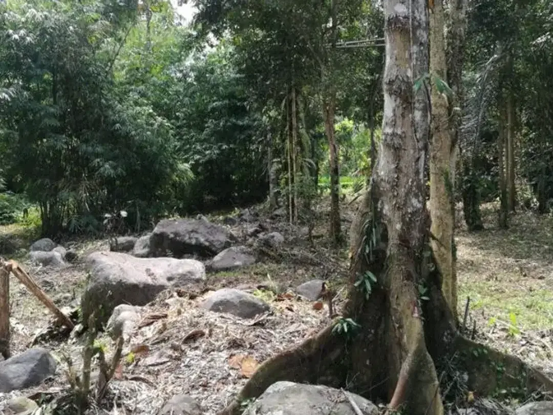 TANAH COCOK UNTUK RESORT DI WANAGIRI TABANAN - Image 5 of 10