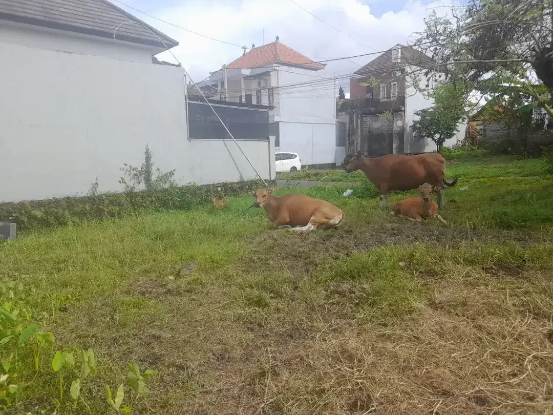 TANAH KOSONG DI SEMPIDI MENGWI DEKAT TAMAN PUSPEM BADUNG - Image 5 of 6