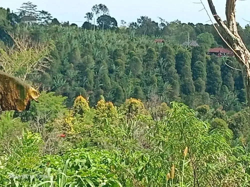 Tanah view lembah di Wanagiri dekat Munduk dan Bedugul - Image 5 of 5