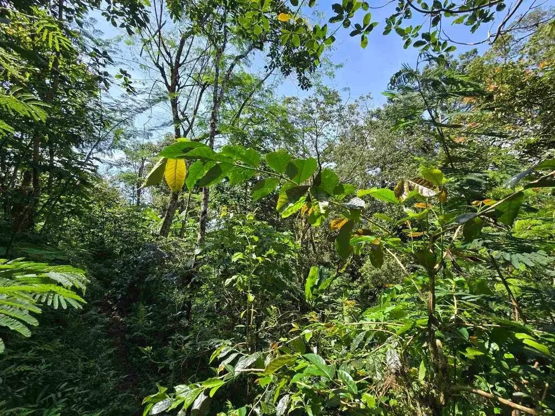 DIJUAL TANAH KEBUN KOPI ARABICA VIEW LAUT DAN GUNUNG DI TABANAN BALI - Image 5 of 10