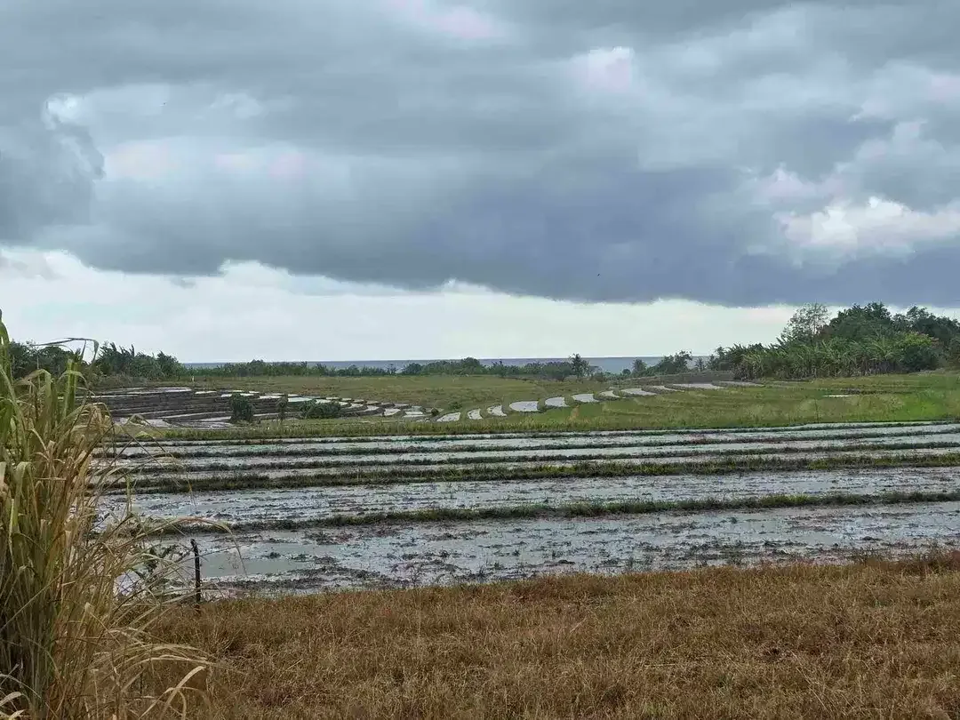 dijual tanah view laut sawah di tabanan bali - Image 1 of 10