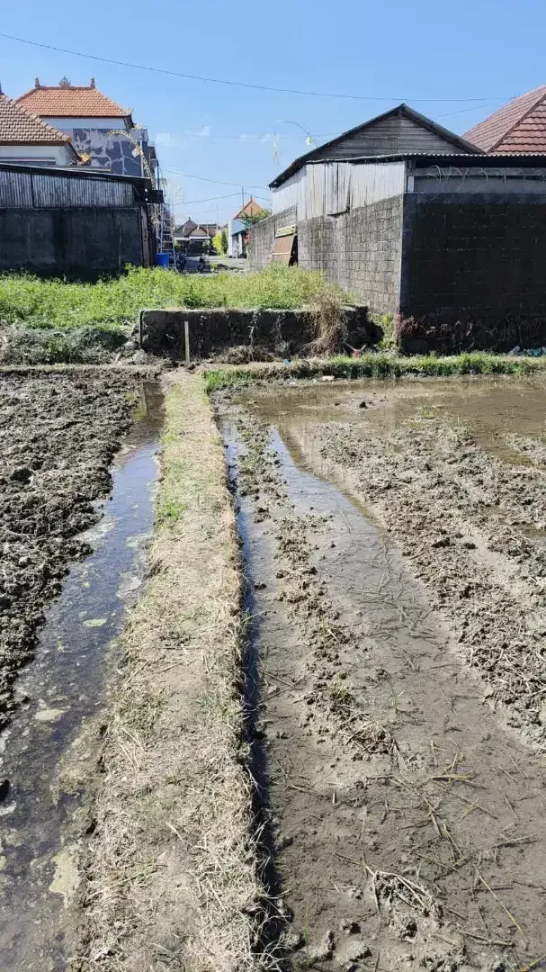 DIJUAL KAVLING SHM SIAP BANGUN DI BUDUK - MULAI 100 M² - VIEW SAWAH - Image 1 of 5