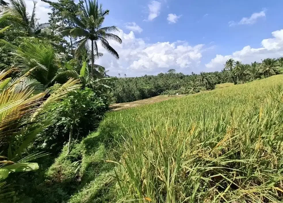 Dijual tanah kebun los sungai dan view sawah terasering - Image 7 of 9