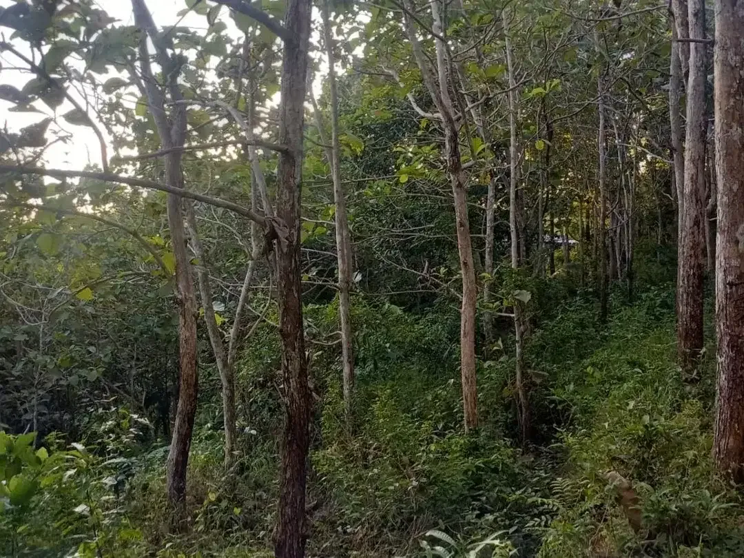DIJUAL BU, SEBIDANG TANAH DI DESA KLUMPU, NUSA PENIDA BALI - Image 5 of 7