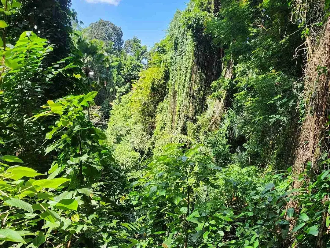 Land For Lease in the Heart of Ubud - Image 4 of 4