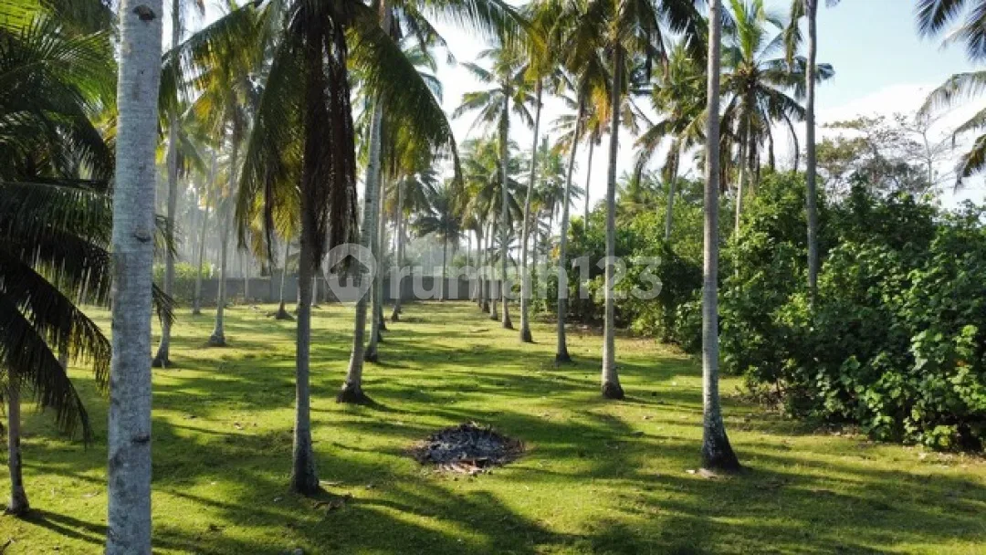Jual Cepat Tanah Beachfront di Jembrana, Bali - Image 3 of 4
