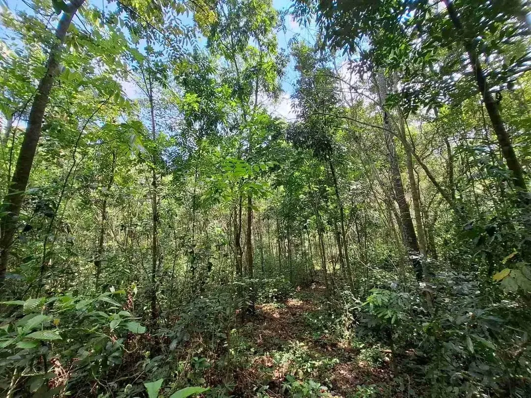 Dijual tanah kebun murah dengan sungau bebatuan murah di tabanan bali - Image 4 of 10
