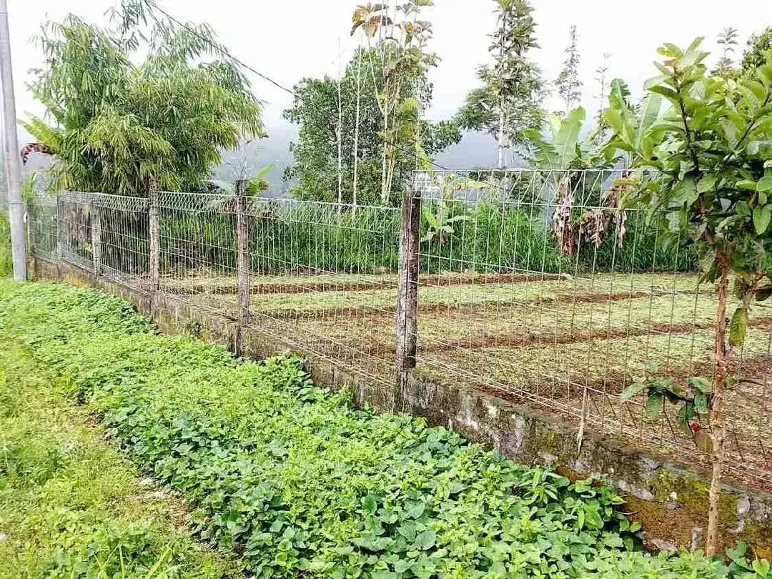 Lahan ITR kuning Area Kawasan Bedugul - Image 2 of 6
