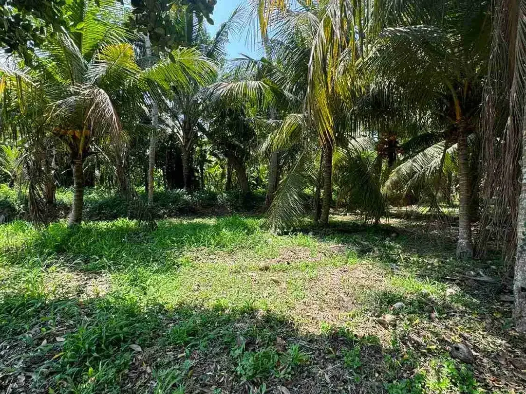 Tanah 300m² View Jungle di Sakah Ubud Gianyar - Image 5 of 10