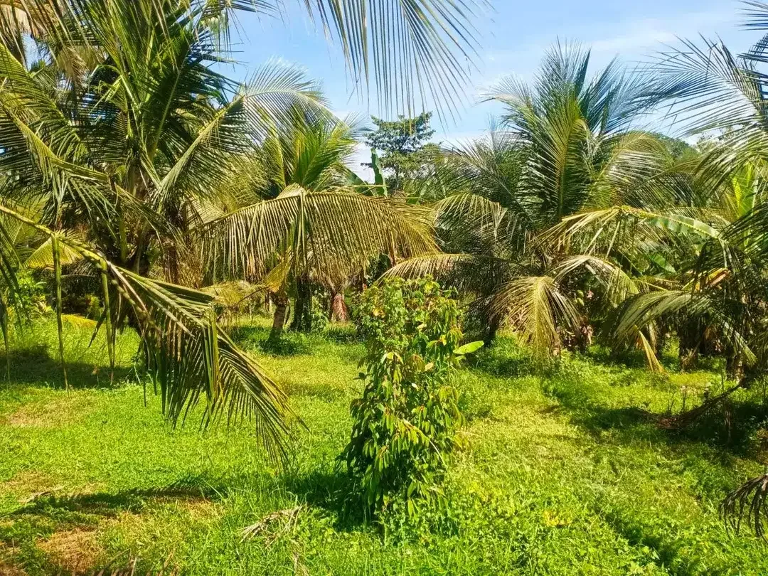 6580 sqm land for sale in an enchanting landscapes of Tabanan, Bali - Image 5 of 9