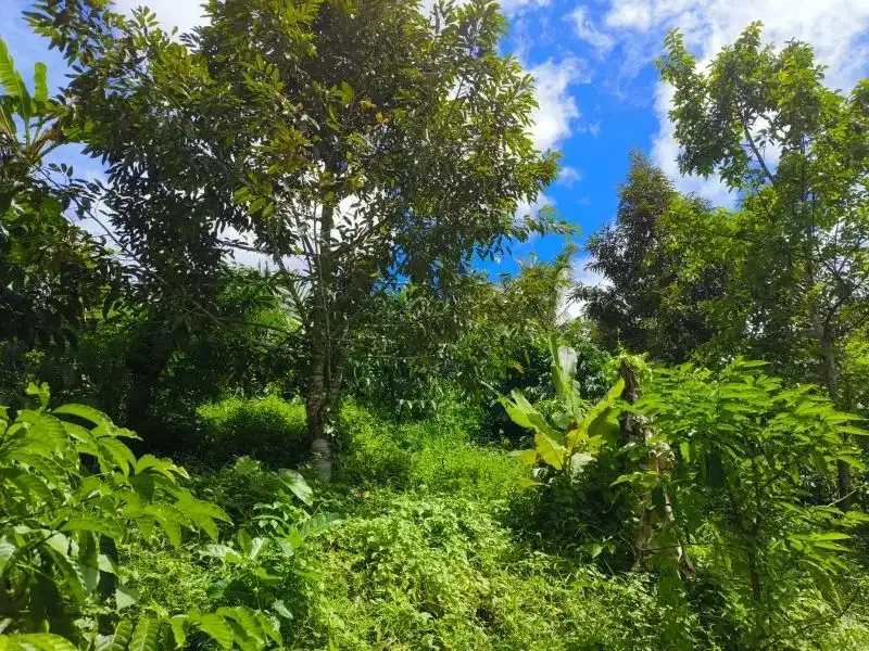 tanah kebun durian murah ditabanan bali - Image 9 of 10