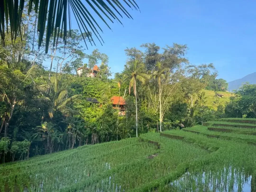 DIJUAL DISEWAKAN RESTO & VILLA EKSOTIS DI JATILUWIH – LAHAN 2.400 M² DENGAN VIEW SAWAH & GUNUNG BATUKARU - Image 9 of 10