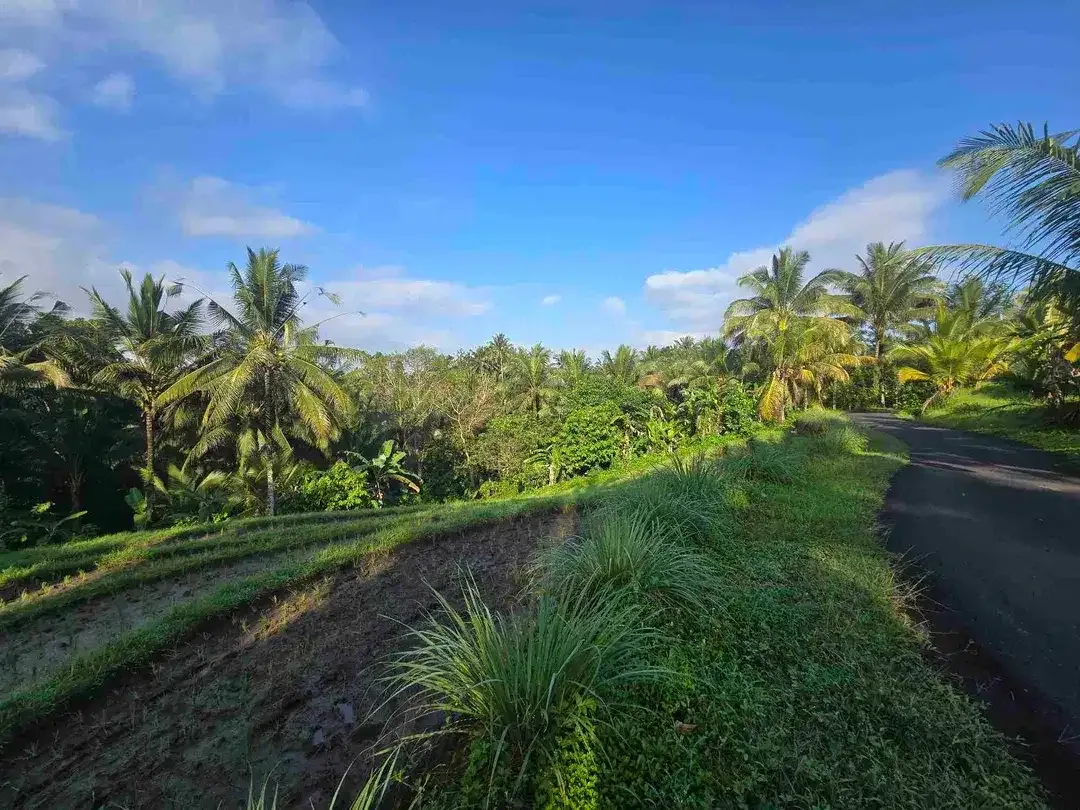 Dijual tanah kecil  sawah dan kebun di lingkungan villa tabanan bali - Image 4 of 10