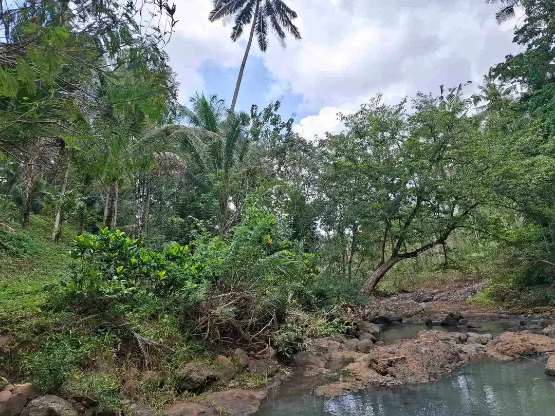 Dijual tanah kebun los sungai lokasi sangat strategis dekat dengan fasilitas umum dan tempat wisata di tabanan bali - Image 10 of 10
