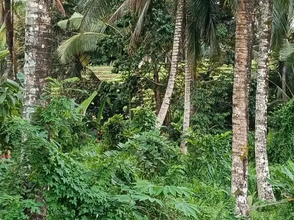 Dijual tanah kebun view sawah cantik dekat kota di bali - Image 9 of 10