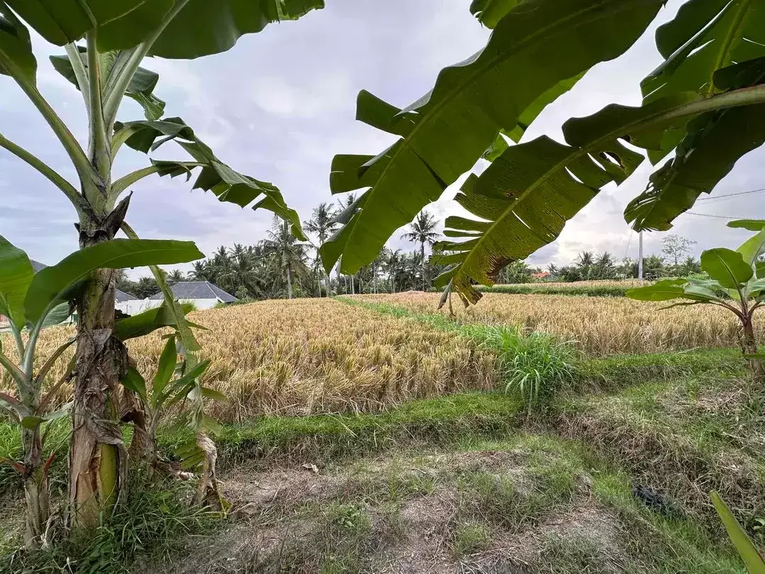 Tanah SHM View Sawah di Ubud, Dekat Kampus Mediterranean Bali - Image 9 of 10