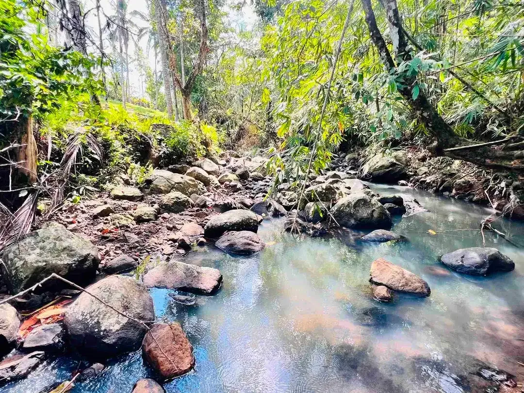 jual tanah Los sungai cantik di kawasan villa di desa manikyang tabanan bali. - Image 4 of 10