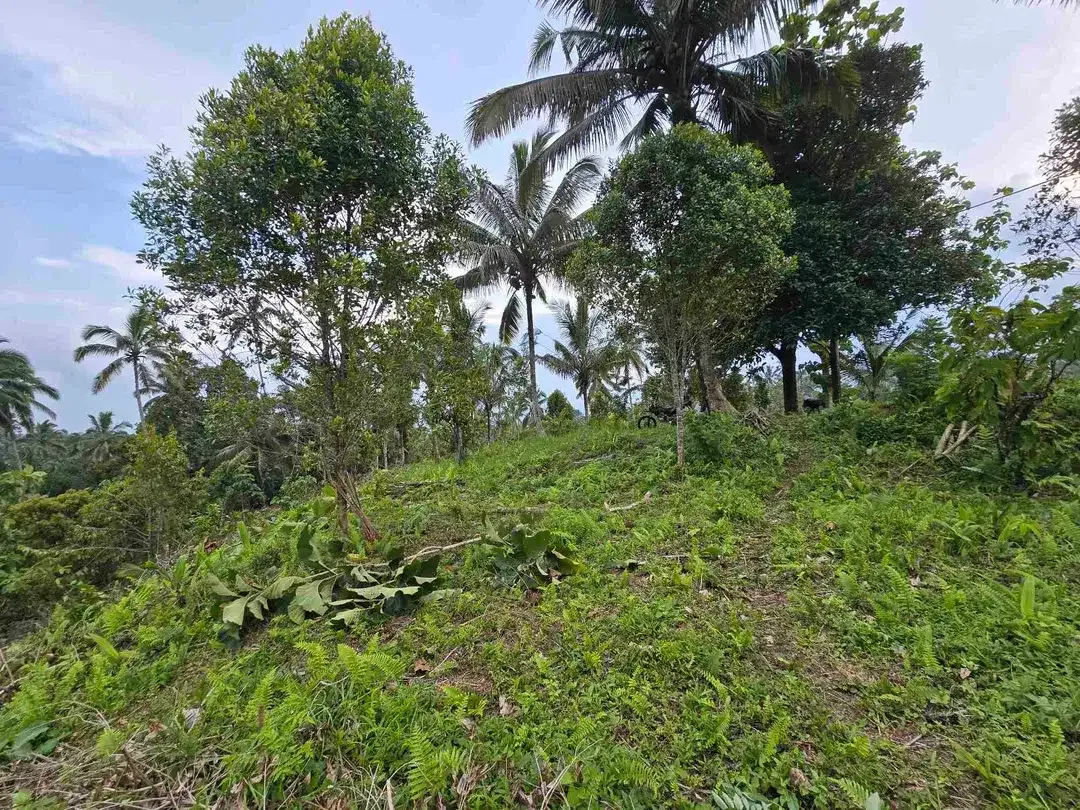 Dijual tanah kosong murah di tabanan bali - Image 4 of 10