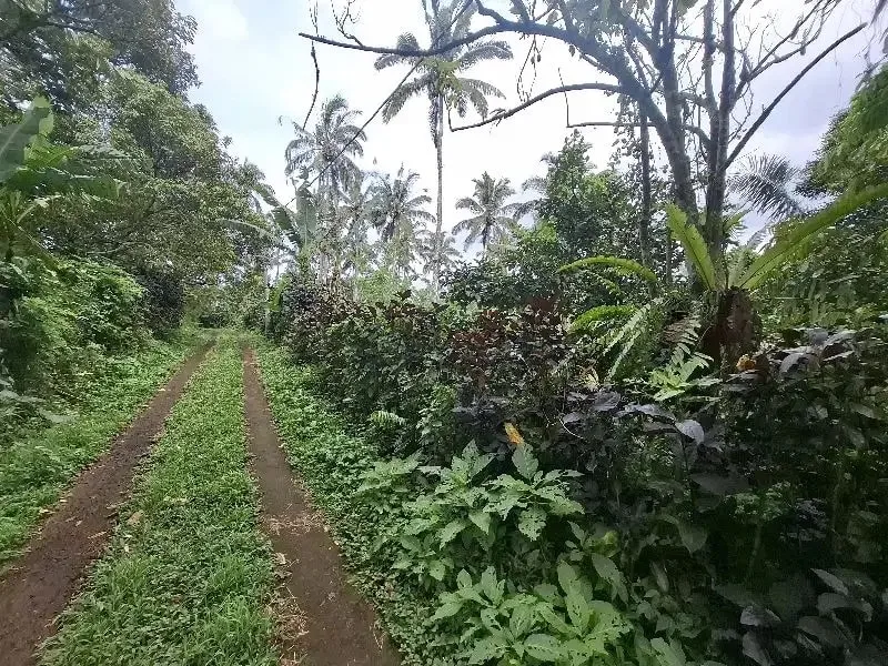 Dijual tanah los sungai dan view sawah di tabanan bali - Image 9 of 10