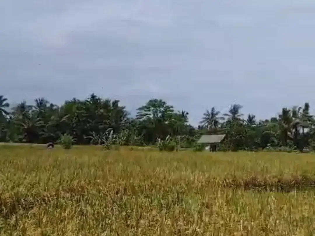 BUC 6 are Tanah Sawah di Singapadu kaler Gianyar Bali - Image 3 of 8