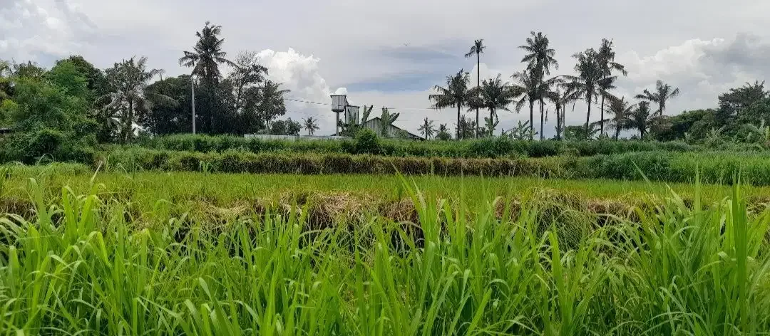 Tanah Murah Permata Pering Blahbatuh Gianyar Dekat Pantai Saba Ketewel - Image 2 of 10