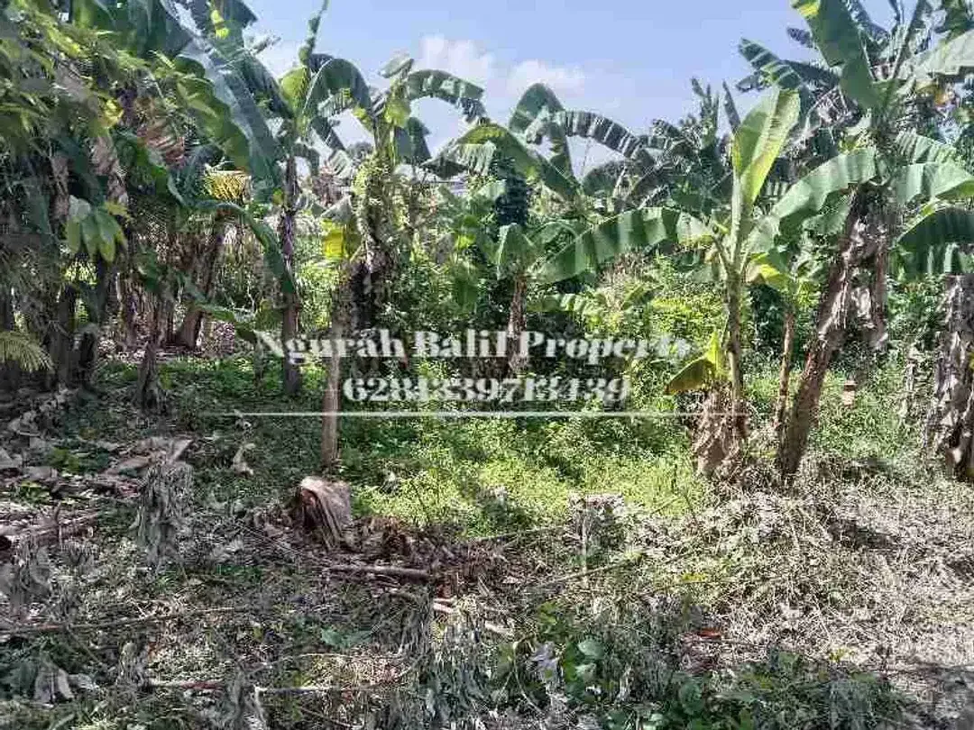 Land For Rent 4,5 Are Kawasan Villa Berlokasi di Ubud Selatan - Image 2 of 4